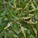 Image de Sageretia minutiflora (Michx.) Trel.