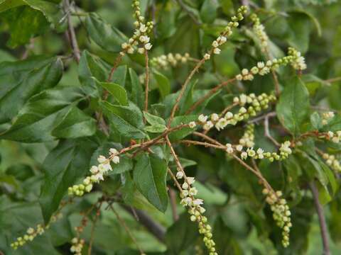 Image de Sageretia minutiflora (Michx.) Trel.