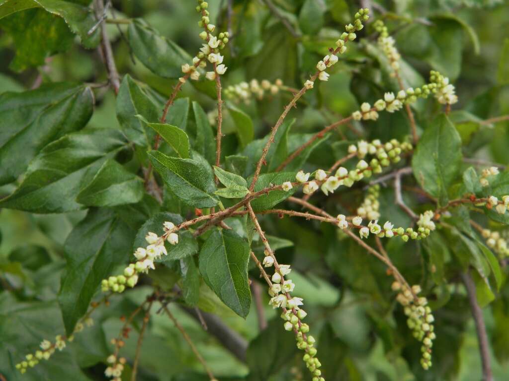 Image de Sageretia minutiflora (Michx.) Trel.