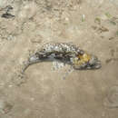 Image of False scorpionfish