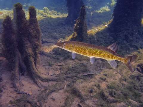 Image of Pickerel