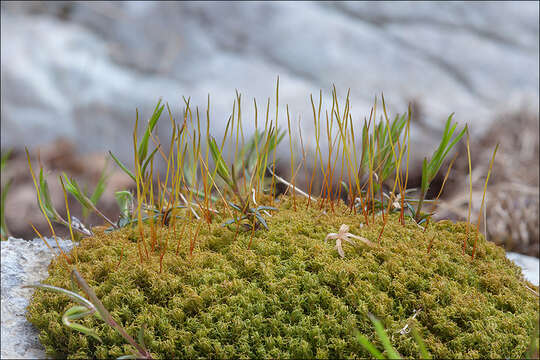 Image of tortella moss