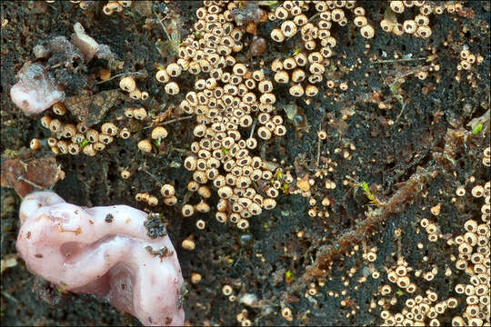 Image of Merismodes anomala