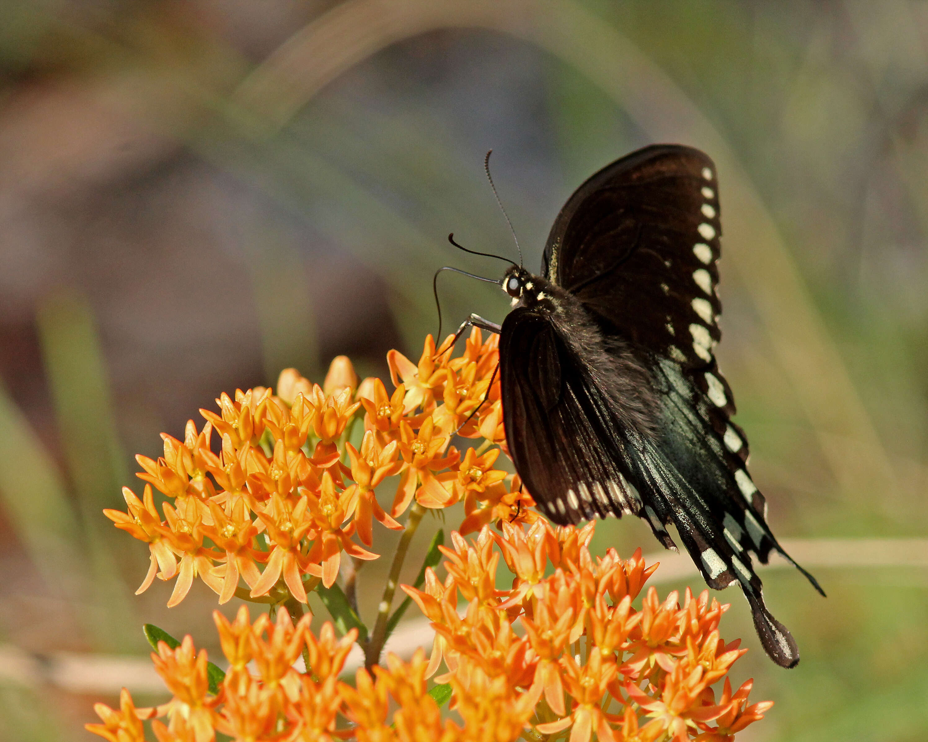 Image of Papilio