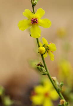 Sivun Verbascum sinuatum L. kuva