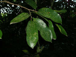 Image of Annona