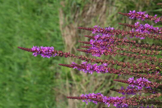 Plancia ëd Lythrum salicaria L.