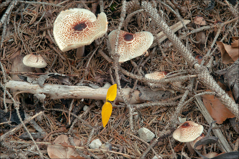 Image of Agaricaceae