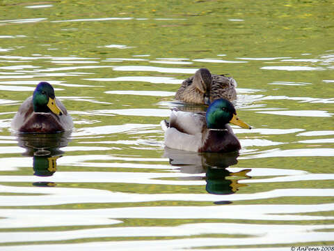 Image of Common Mallard