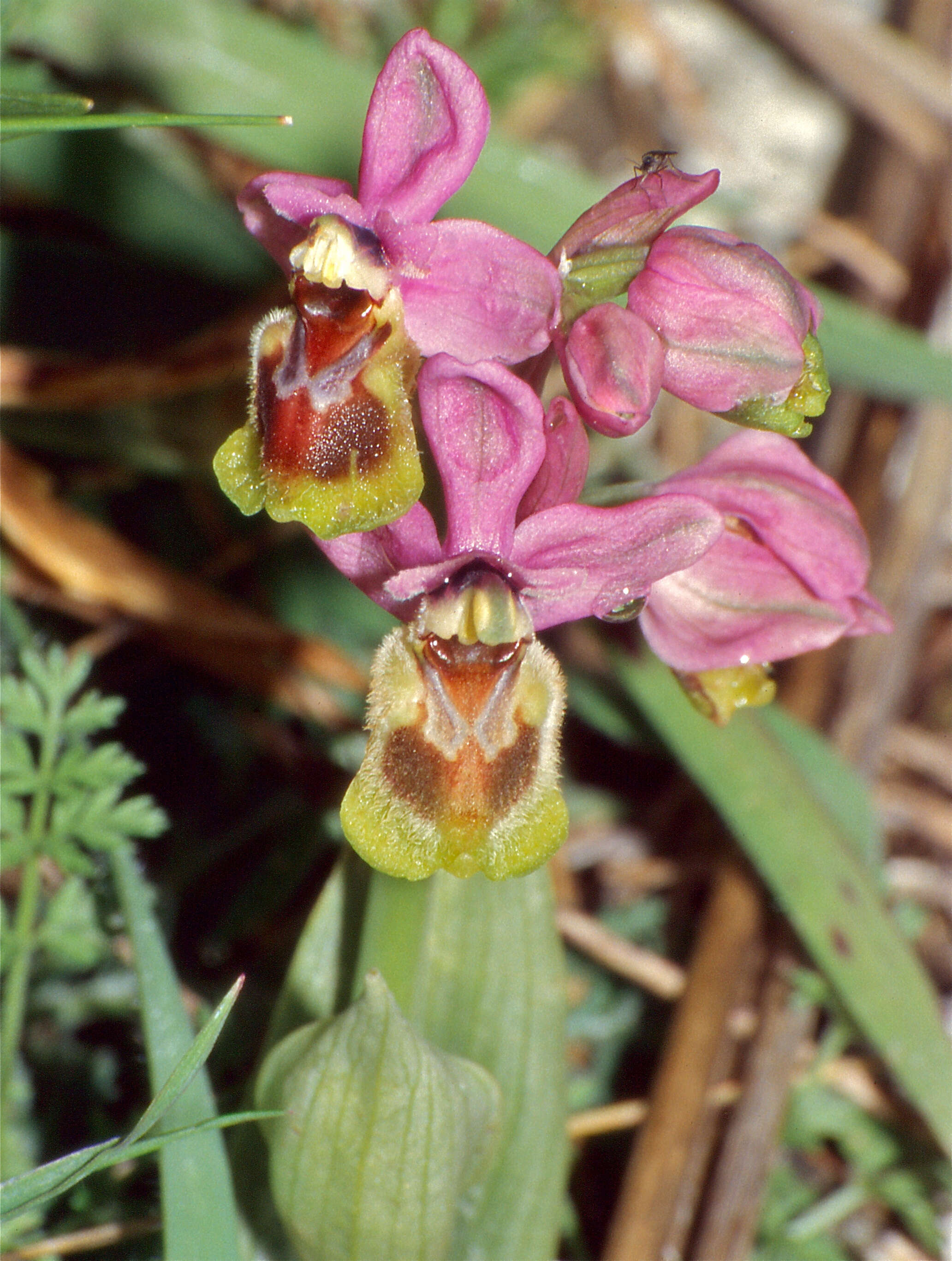 Image of Sawfly orchid