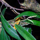 Image of Pothos remotiflorus Hook.