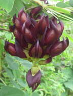 Image of mucuna