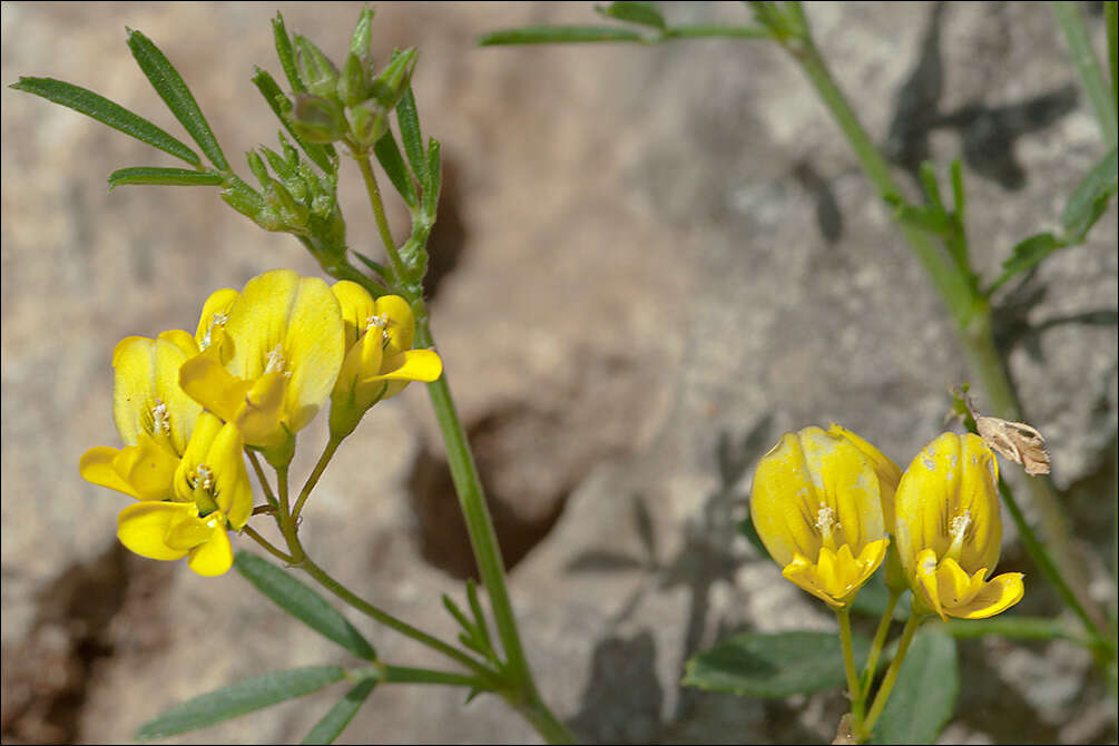 Слика од Medicago prostrata Jacq.