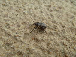 Image of White-fringed Weevils