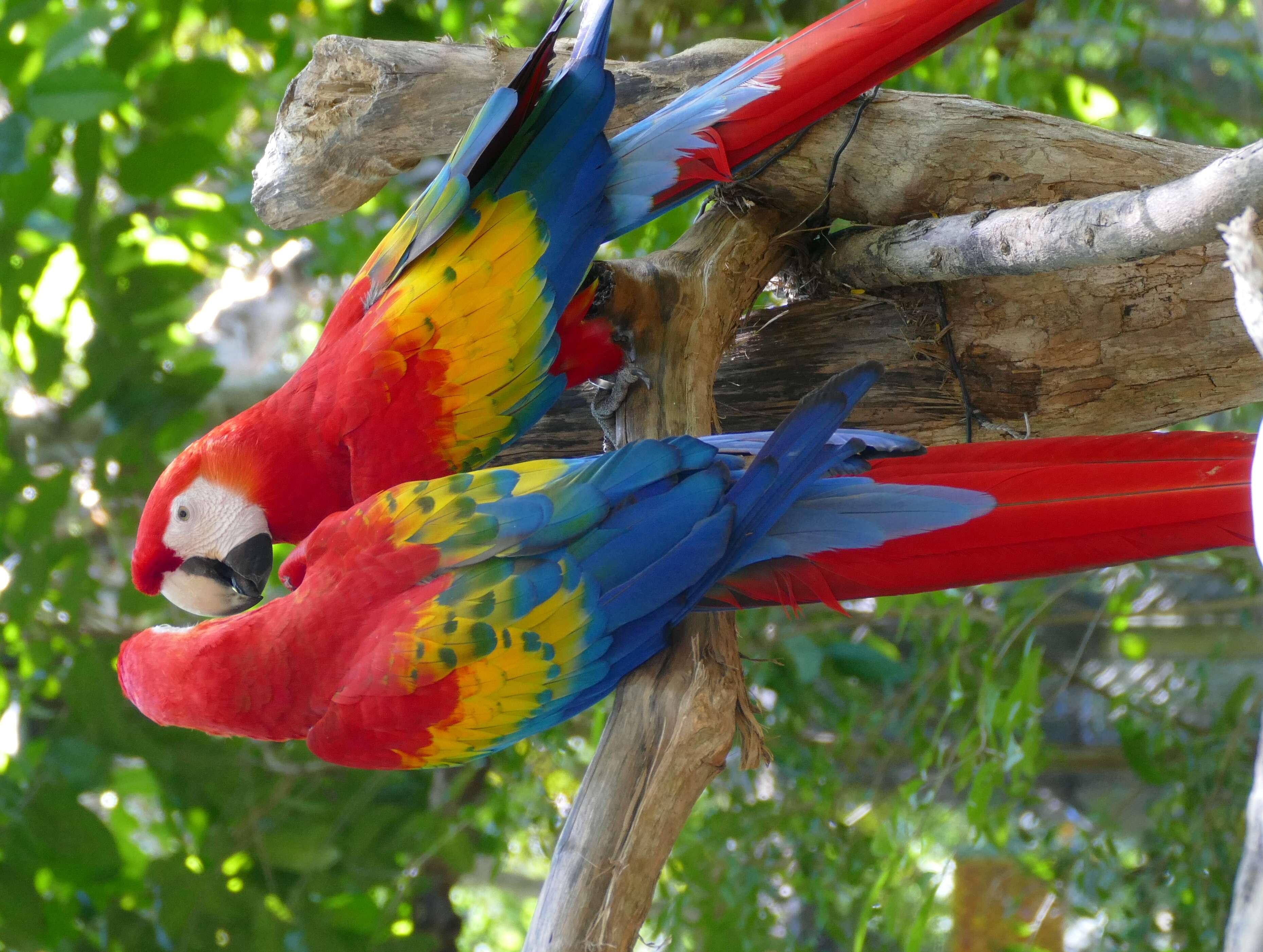 Image of macaws