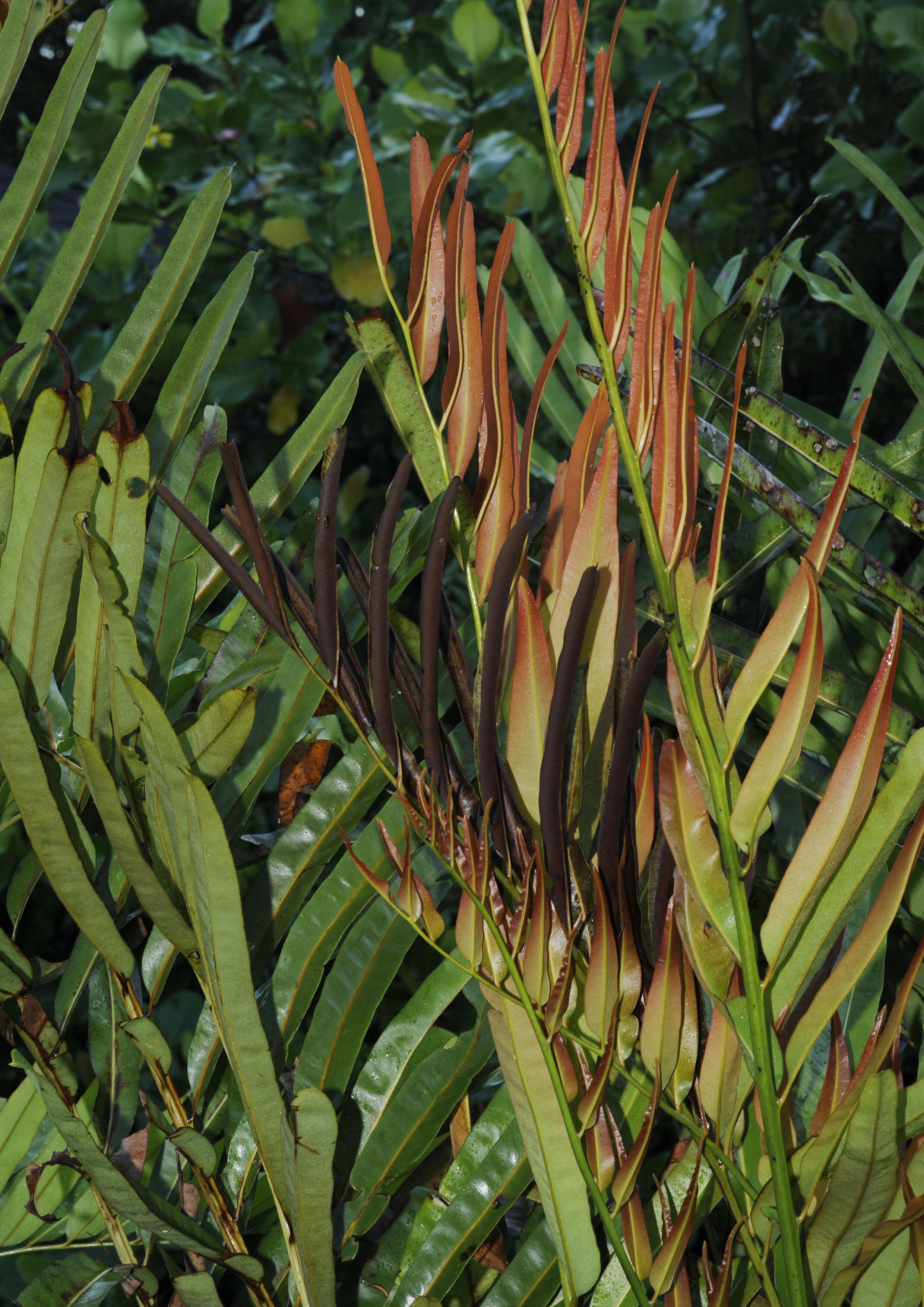 Image of leatherfern