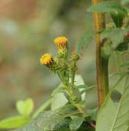 Image of <i>Inula conyza</i> (Griess.) DC.