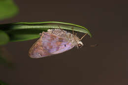 Image of Hammock Skipper