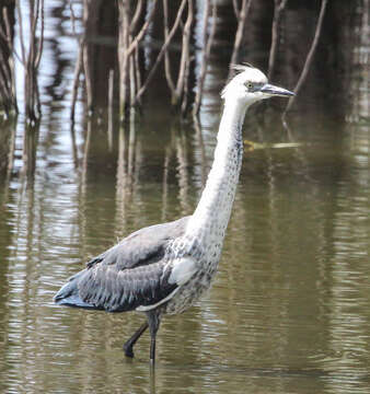 Image of Pacific Heron