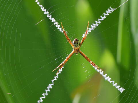 Image of St Andrews cross spider