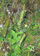 Image of Broad-leaved Helleborine