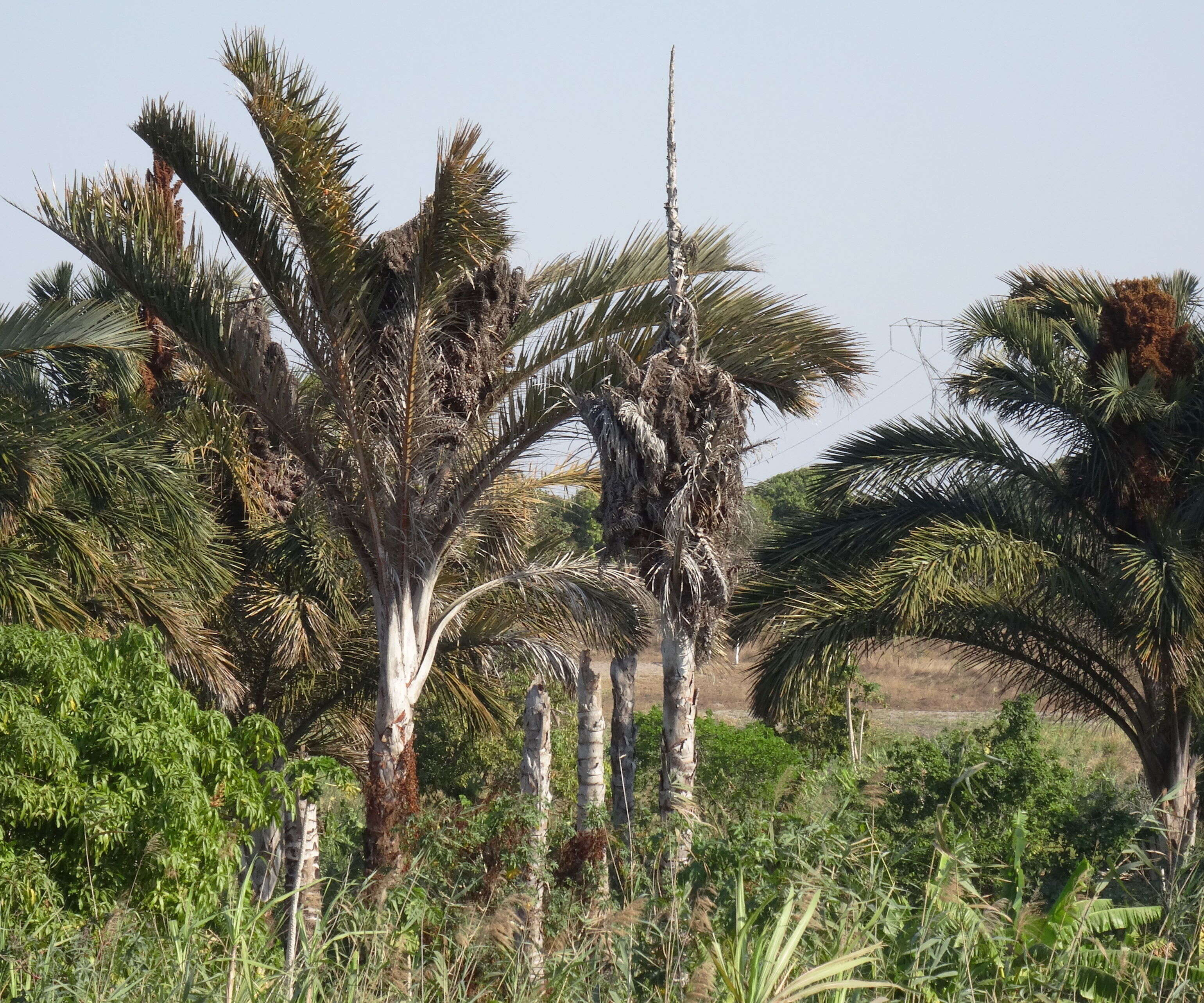 Image of raffia palm