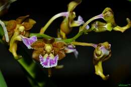 Image of Vanda flabellata (Rolfe ex Downie) Christenson