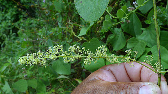 Image of Cissampelos andromorpha DC.