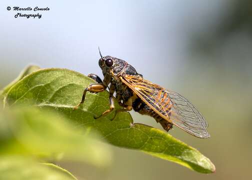 Image of Tibicina