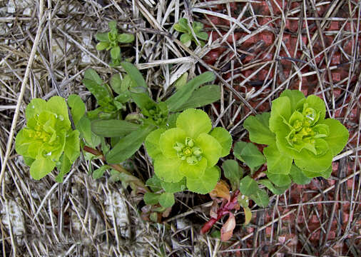 Imagem de Euphorbia helioscopia L.