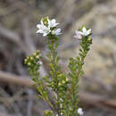 Image of Philotheca verrucosa (A. Rich.) Paul G. Wilson