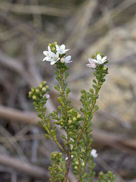 Image of Philotheca verrucosa (A. Rich.) Paul G. Wilson