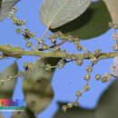 Слика од Pipturus argenteus (G. Forster) Wedd.