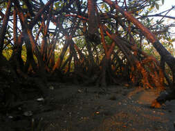 Image of mangrove
