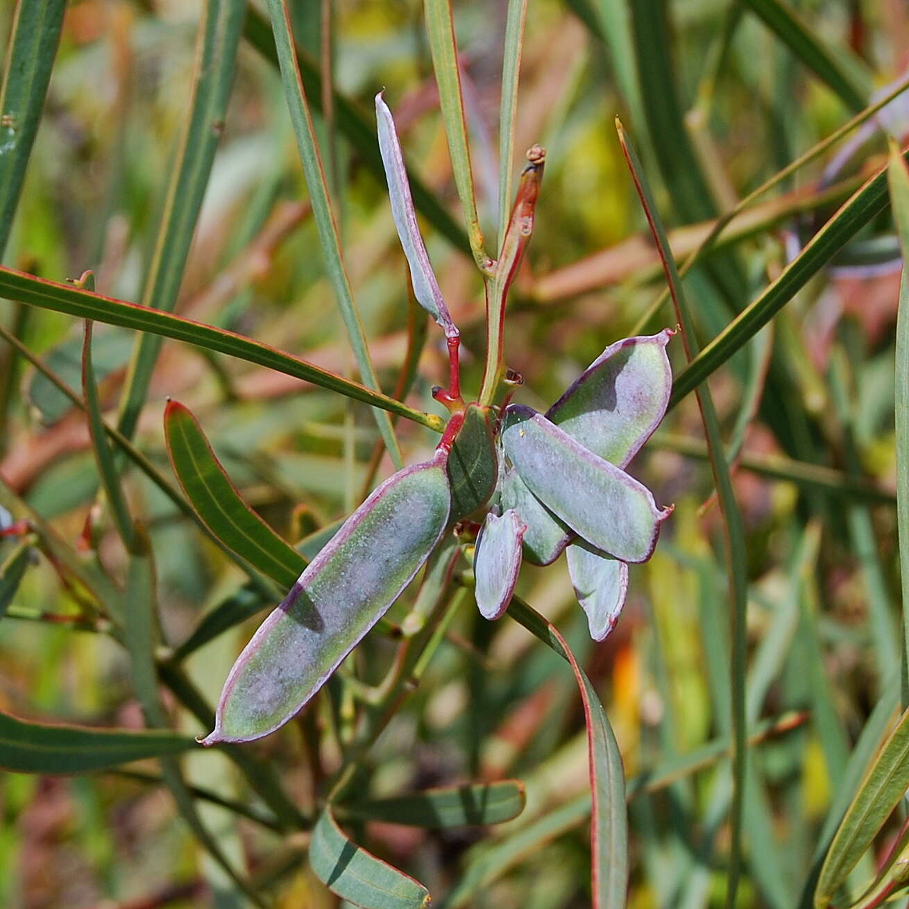 Image of sweet acacia