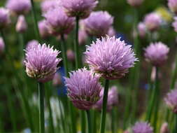 Image of wild chives