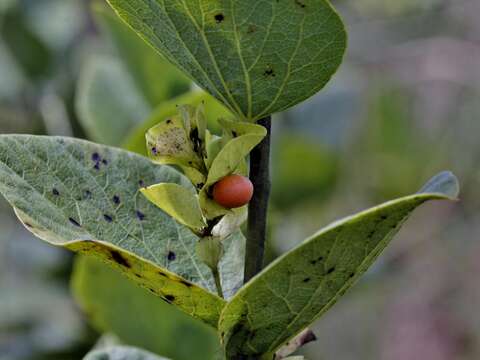 Image of Cissampelos ovalifolia DC.