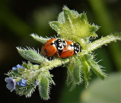 صورة <i>Adonia variegata</i>