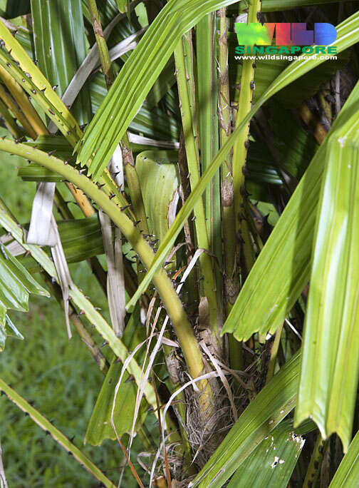 Image of Mangrove fan palm