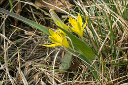 Image of Gagea pusilla (F. W. Schmidt) Sweet