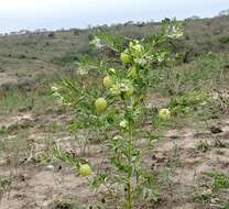 Image of Gomphocarpus