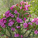 Image of Summer impala lily