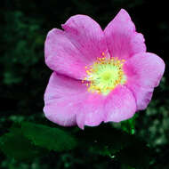 Image of Nootka rose