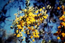 Sivun Acacia brachybotrya Benth. kuva