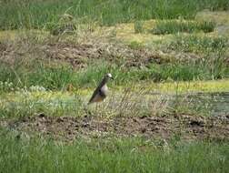 Image of White-tailed Lapwing