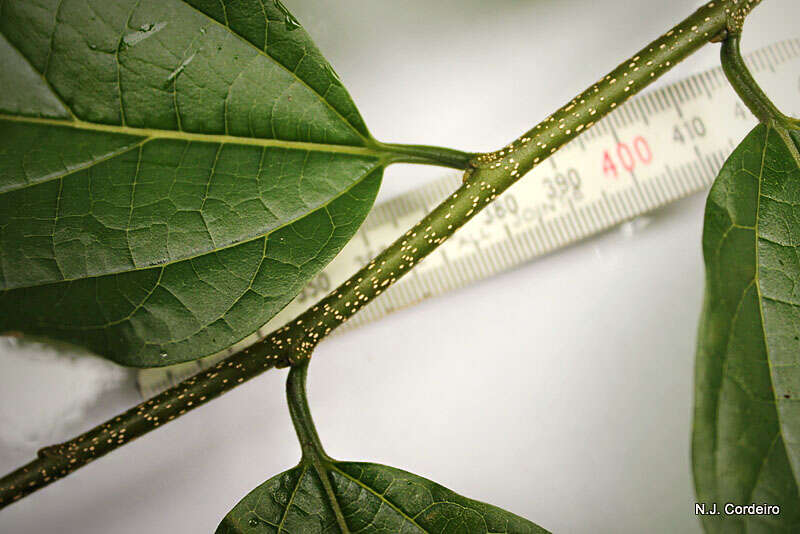 Image of Rough-leaved white-stinkwood