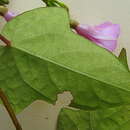 Слика од Ipomoea cynanchifolia Meisn.