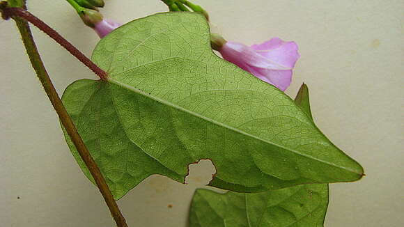 Image of Ipomoea cynanchifolia Meisn.