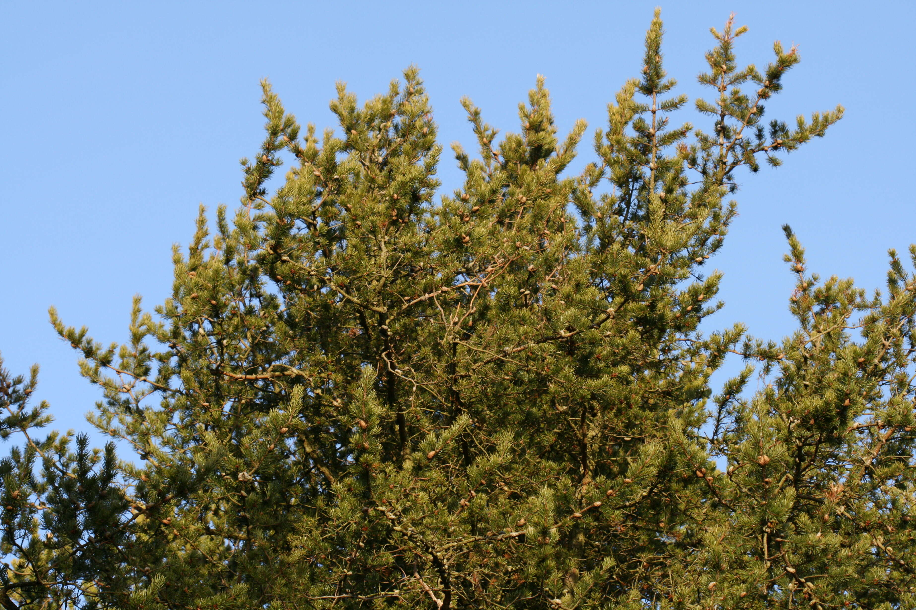 Image of Pine