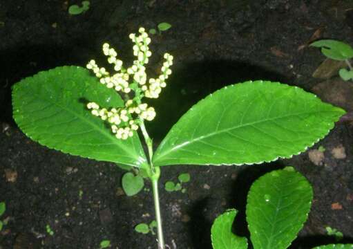 Image de Chloranthus spicatus (Thunb.) Makino